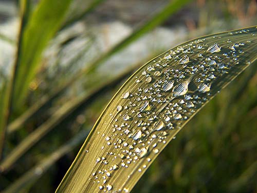 Water drops on long grass, Fairy Lake, Ontario