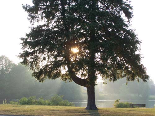 Evening sun and mist over Acton's Fairy Lake