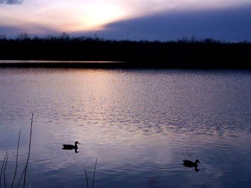 Acton's Fairy Lake at sunset, with a pair of mallard ducks swimming in the water.