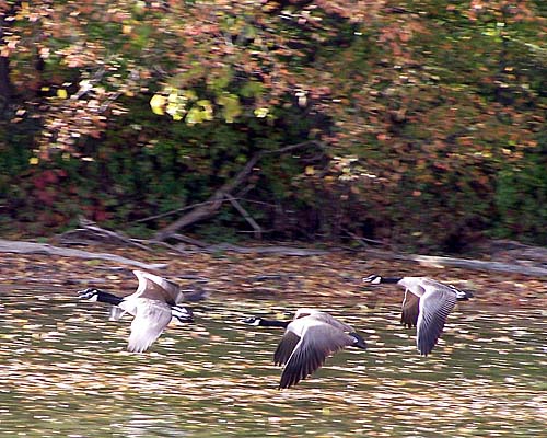 Canadian Geese take off from Fairy Lake in Fall 2007