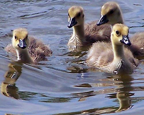 small Canada Geese goslings