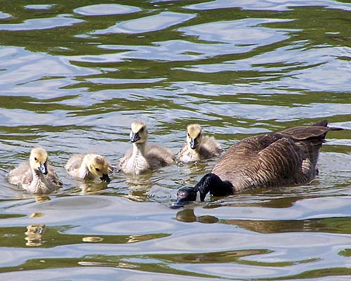 Canada Goose with baby goslings