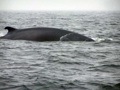 whale in the St Lawrence River