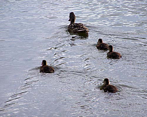 ducklings in Fairy Lake at dusk