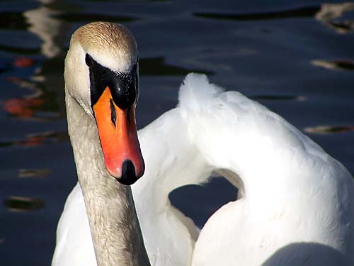 swan