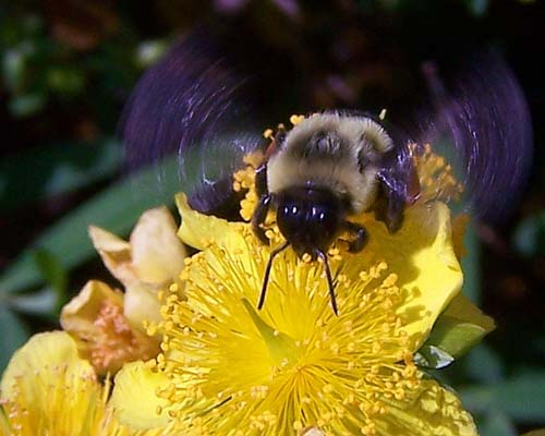 honey bee on a flower, wings are a blur