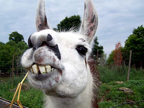 Llama at the Burning Hills Emu farm in Acton.