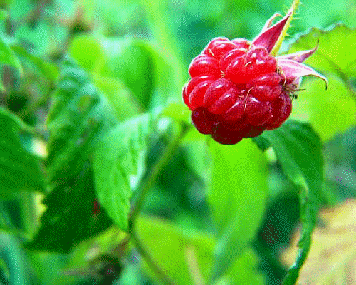 Raspberry bush in Acton, Ontario