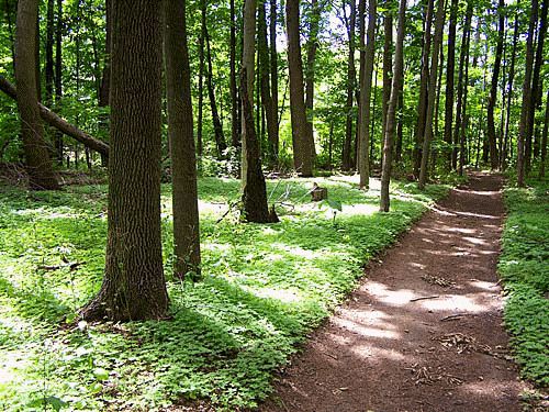 Path in the woods, Acton, Ontario