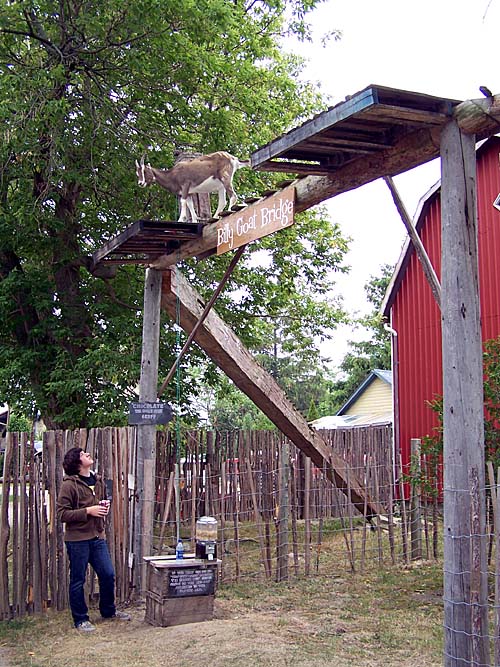 Clovermead Bees and Honey. Feeding the goats on top of the platform.