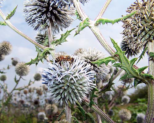 Clovermead Bees and Honey