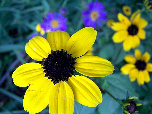 Wildflowers at dusk along the Black Creek, Acton, Ontario