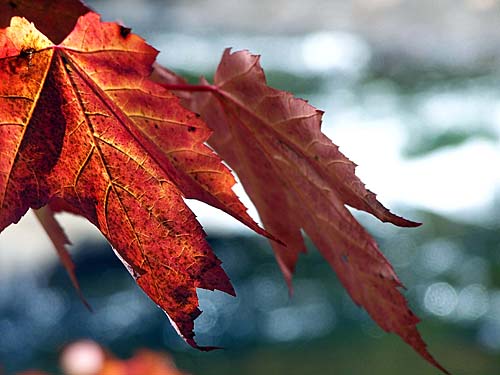 red maple leaf during fall