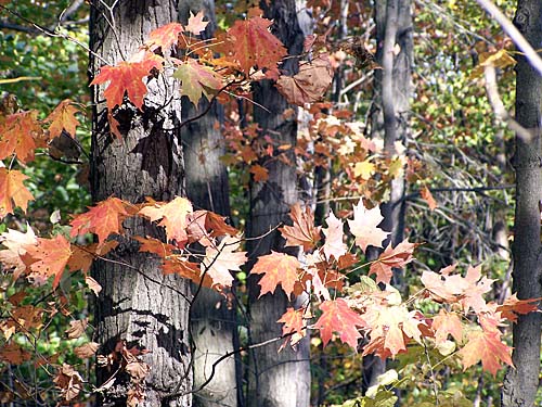 fall leaves on the Niagara Escarpment