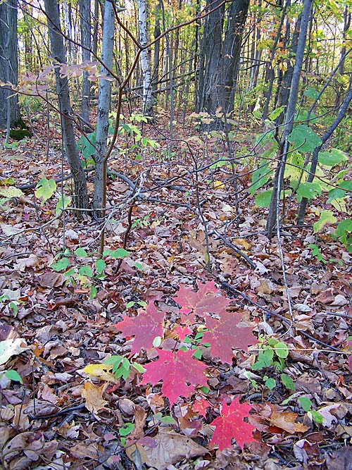 fall leaves on the Niagara Escarpment