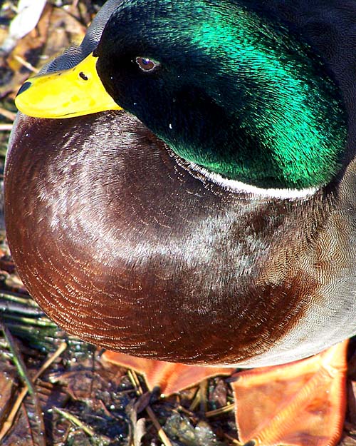 Male Mallard Duck at Fairy Lake, Prospect Park, Acton, Ontario