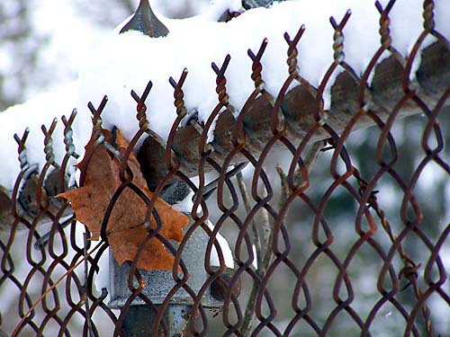 Snow on a chain link fence in December, Acton, Ontario