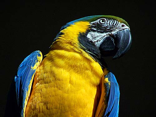 Parrot at the Niagara Falls Aviary, Ontario