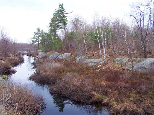 a creek leading to a pond