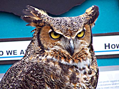 A Horned Owl from the University of Guelph's Wildlife Education and Environmental Program (WEEP)