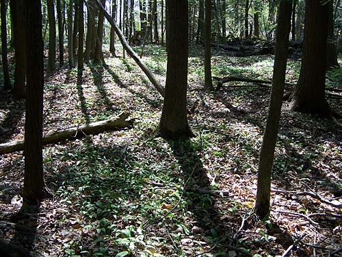 small forest beside Acton High School in spring 2008