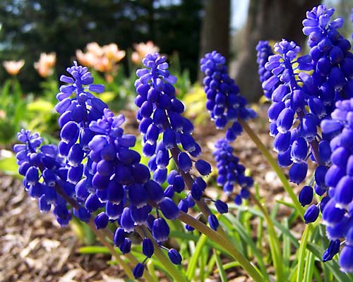 blue flowers