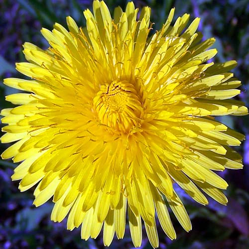 dandelion weed