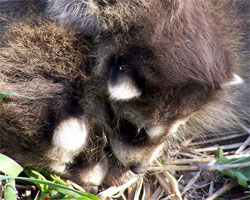 Scarboro Bluffs, baby Raccoons