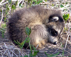 Scarboro Bluffs, baby Raccoons