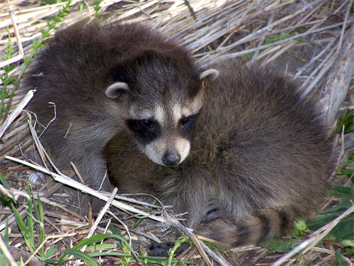 Scarboro Bluffs, baby Raccoons