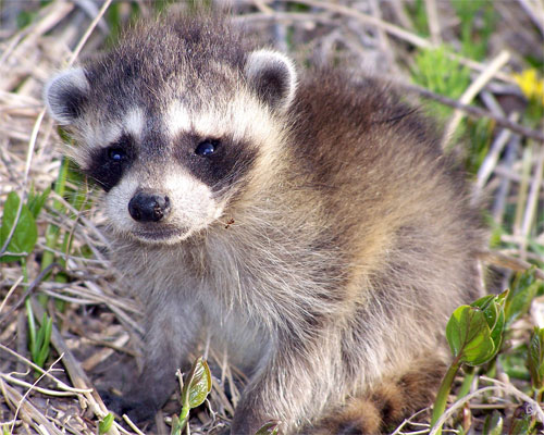 Tiny cute little baby raccoon