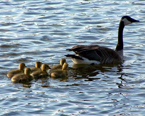 Mother and baby geese in Acton's Prospect Park - Fairy Lake