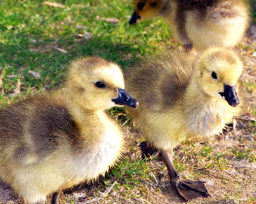 Baby geese in Acton's Prospect Park - Fairy Lake