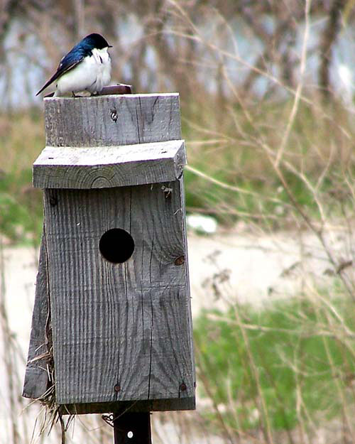 bird on a birdhouse at Tommy Thompson Park/Leslie Street Spit in Toronto