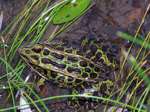 Fairy Lake frog, Acton, Ontario.