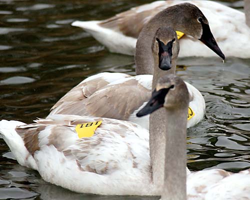 Young Trumpeter Swans in Burlington Bay, Ontario