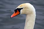 Mute Swan, Burlington Bay, Ontario, Canada