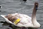 Trumpeter Swan, banded, Burlington Bay, Ontario, Canada. A05