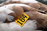 Trumpeter Swan, banded, Burlington Bay, Ontario, Canada, 184