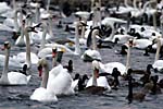 Wild birds in Burlington Bay, Ontario, Canada. Trumpeter Swans, Mute Swans, Canada Geese and Mallard Ducks.