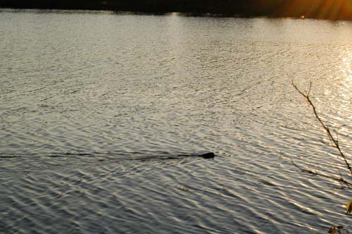 beaver or muskrat