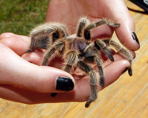 a tarantula in someone's hands