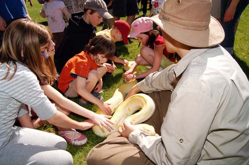 petting a big snake