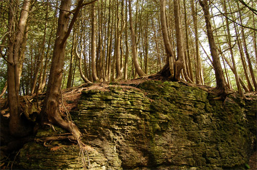 Elora Quarry Conservation Area