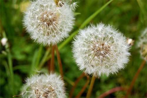 dandelion bloom