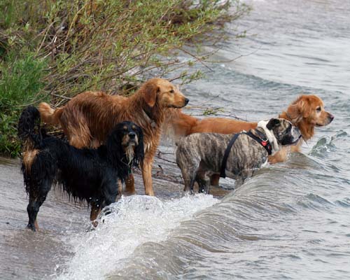 dogs at the beach looking at a ball thrown in the water