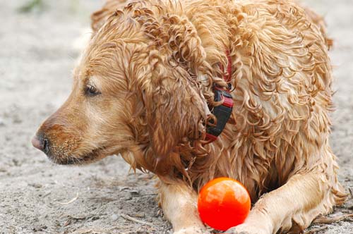 wet dog with a ball at the beach