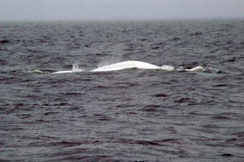 beluga whales in the St Lawrence River