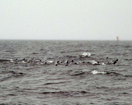 group of seals in the St Lawrence River