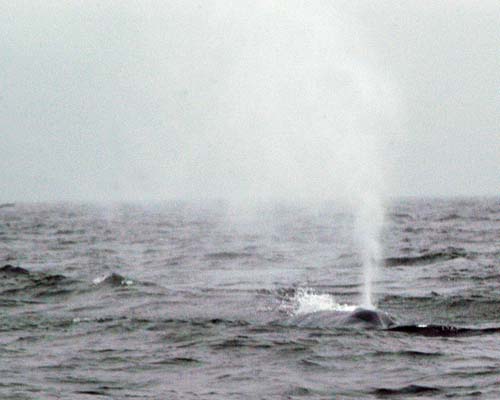 whale blowing water while swimming in the St Lawrence River